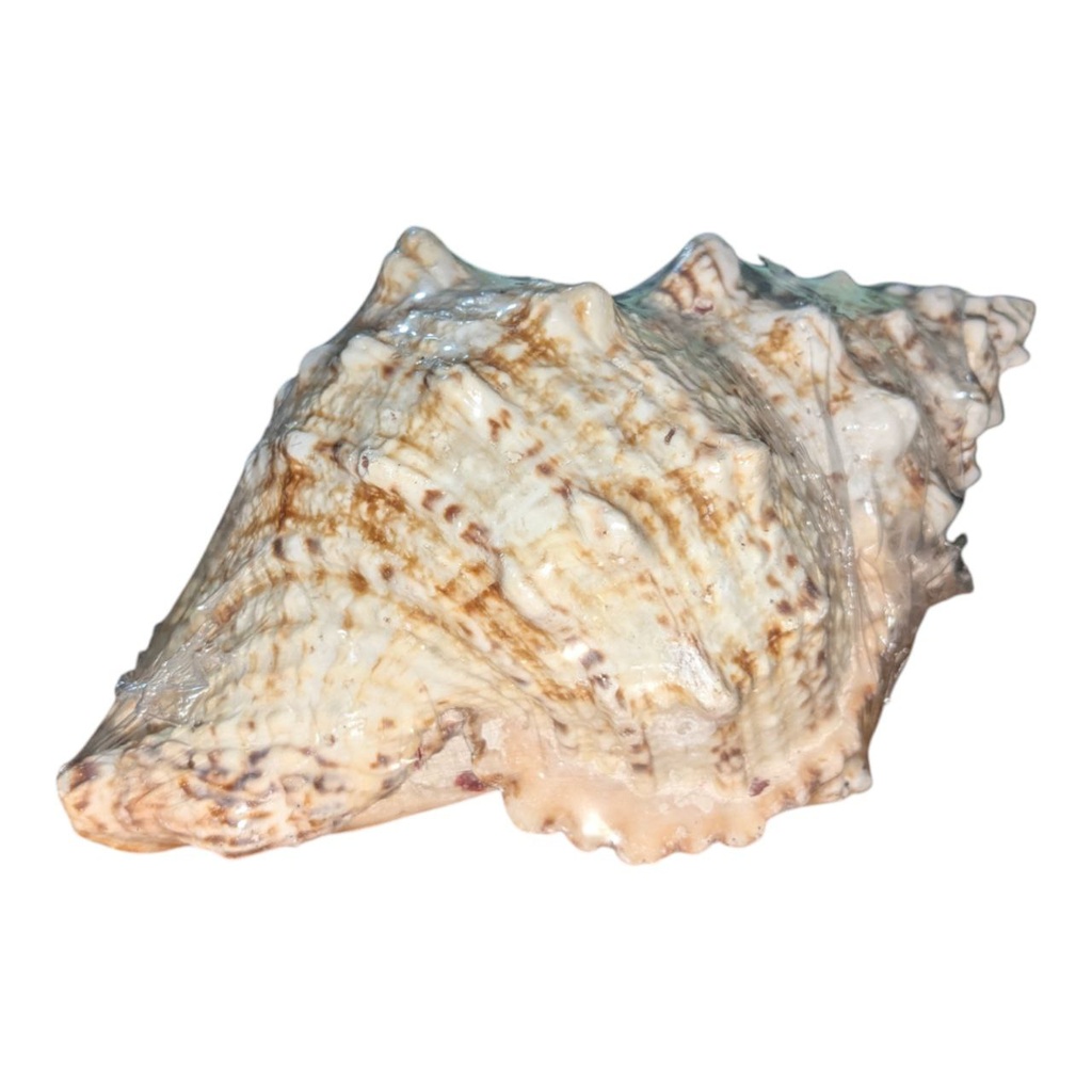 DECORE COQUILLAGE 2/95